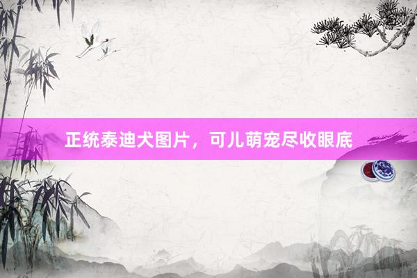 正统泰迪犬图片，可儿萌宠尽收眼底